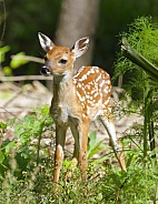 White tailed Deer