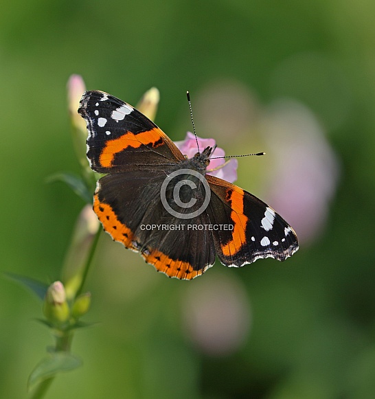 Red Admiral