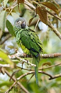 A Dusky-headed Parakeet in Ecuador