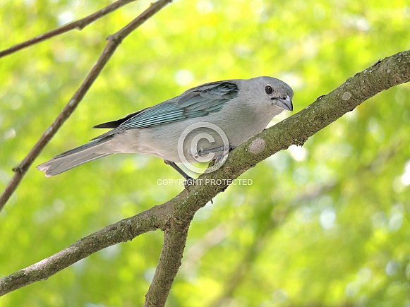 Blue Gray Tanager