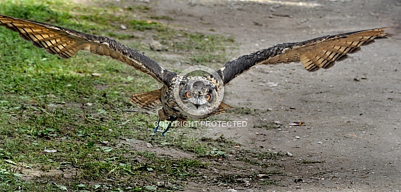 Eurasian Eagle Owl Eurasian Eagle Owl