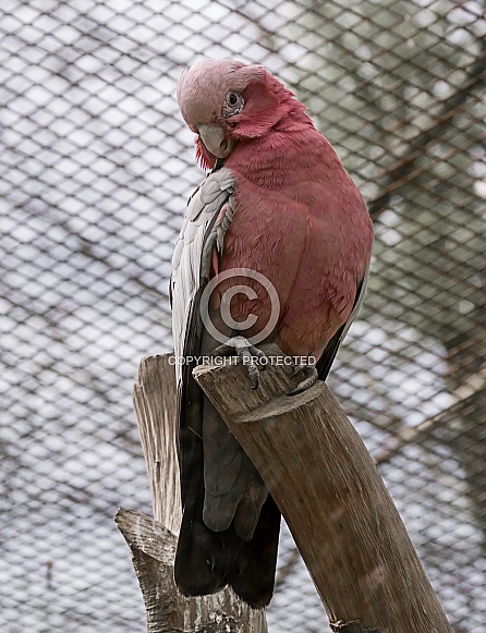 Roseate Cockatoo on Branch