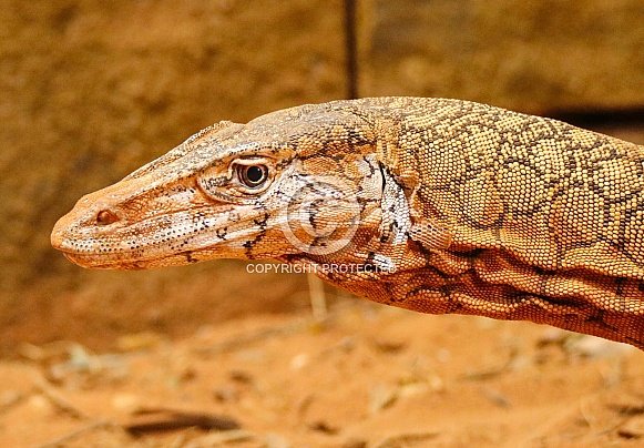 Perentie Lizard
