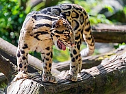 Clouded leopard on log