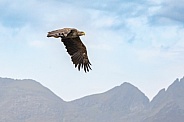 White tailed eagle or European Eagle