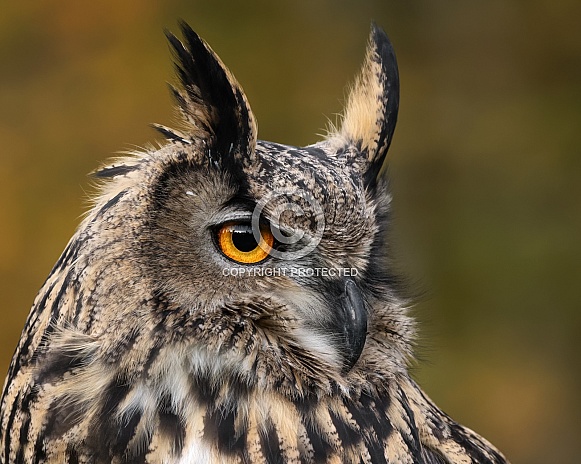 Eurasian Eagle Owl