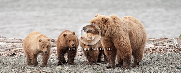 Wild Brown Bear with three cubs