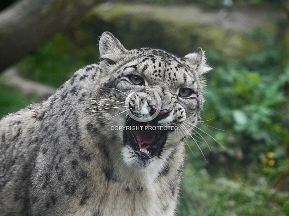 Snow Leopard Snow Leopard