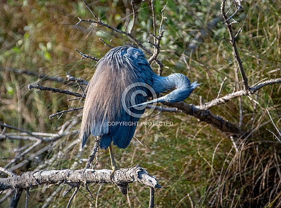 Tricolored Heron Tricolored Heron