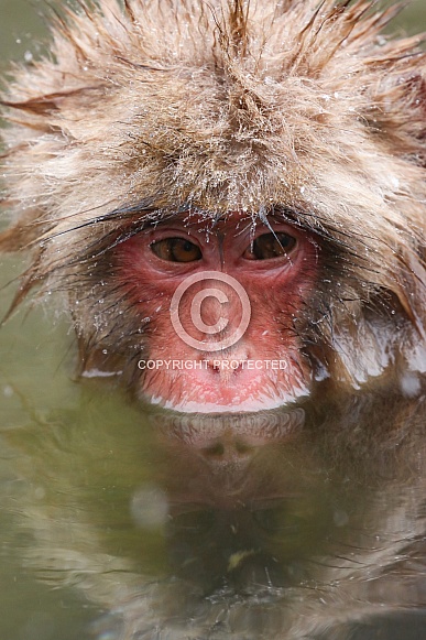 Snow monkey in hot spring