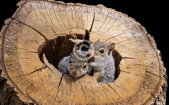 Playful Grey Squirrels Playful Grey Squirrels