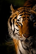 Siberian Tiger-From The Shadows