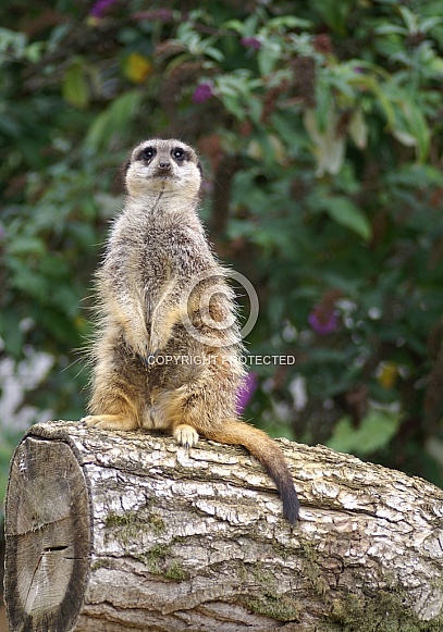 Meerkat