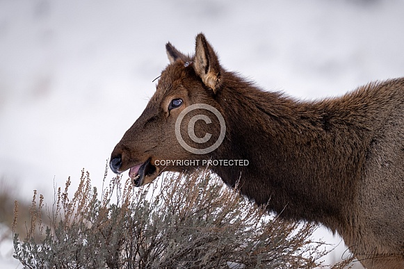 Elk eating sage bushes Elk eating sage bushes