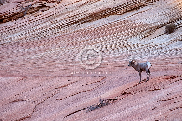 Big horn sheep (wild)