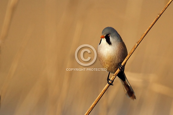 The bearded reedling (Panurus biarmicus)