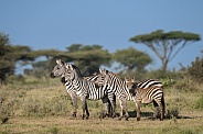 Family of Zebras on the plains