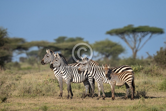 Family of Zebras on the plains