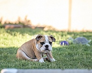 Bulldog puppy in the grass sitting funny