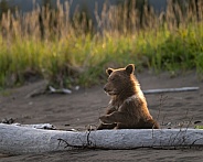 Bear cub by a log at the beach