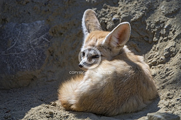 Fennec Fox