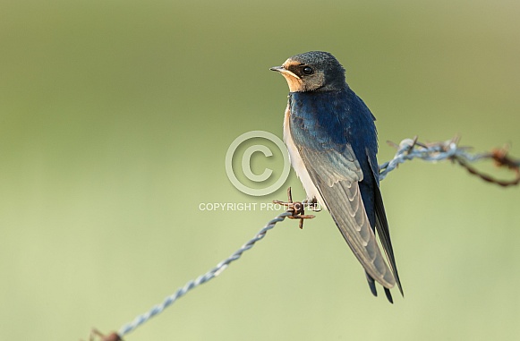 Barn Swallow Barn Swallow