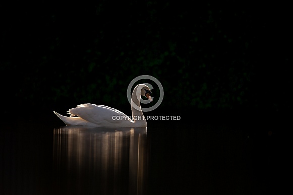 The mute swan (Cygnus olor) The mute swan (Cygnus olor)