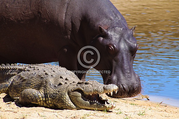 Hippos and crocodile Hippos and crocodile