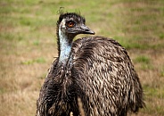 Emu bird