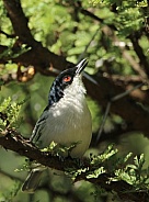 Southern White Crowned Shrike