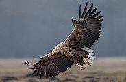 White tailed eagle or European Eagle