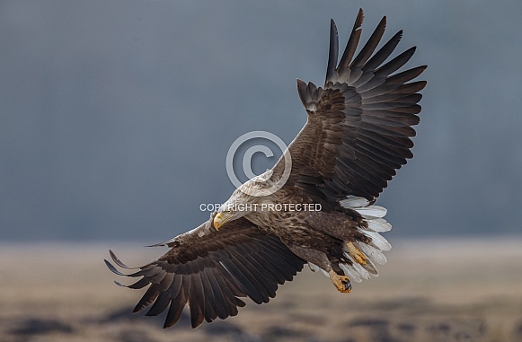 White tailed eagle or European Eagle