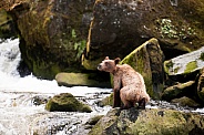 Wild grizzly cub in Alaska