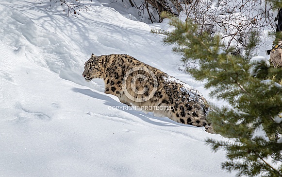 Snow Leopard