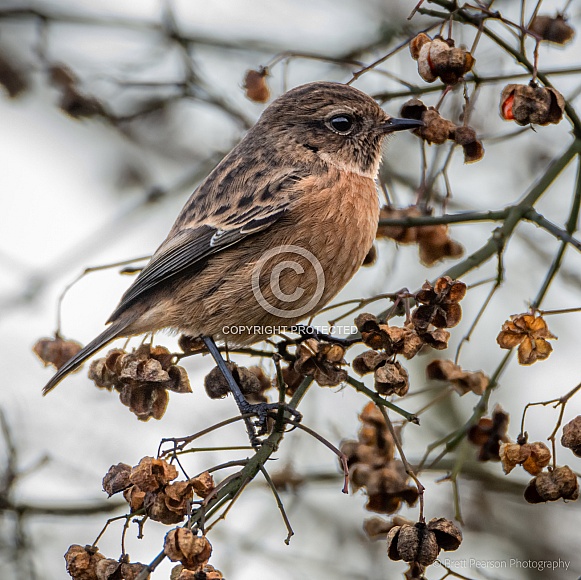 Stonechat Stonechat