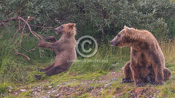 Brown bears