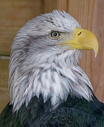 Bald Eagle Head

Could you reduce the size below 12mb so we can approve it to the website?
Thank you.