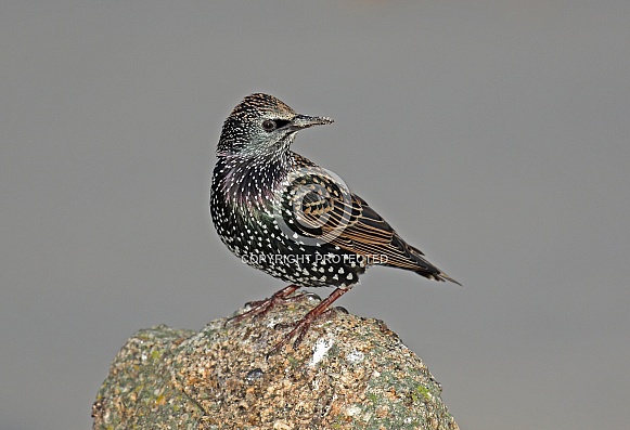 Starling