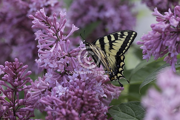 Swallowtail Butterfly