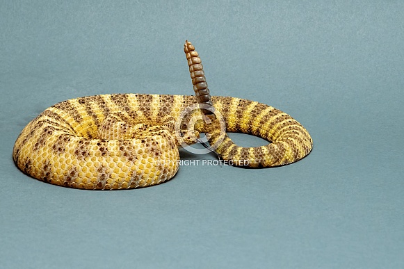 Tiger Rattlesnake