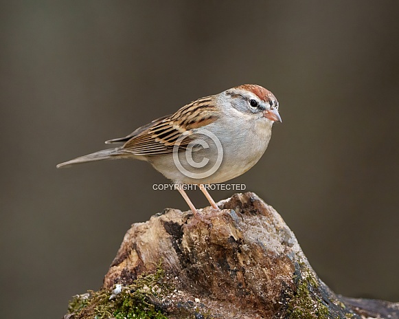 Chipping Sparrow