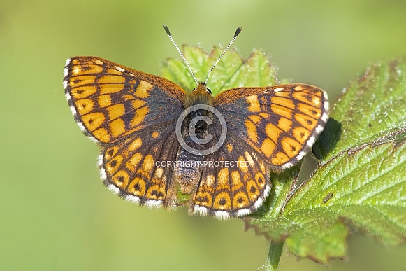 Duke Of Burgundy
