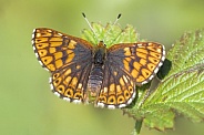 Duke Of Burgundy