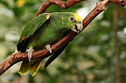 Yellow-Crowned Parrot