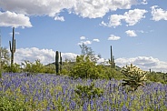 Blooming Flowers in the Sonoran Desert at Picacho Peak State Park