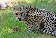 Cheetah