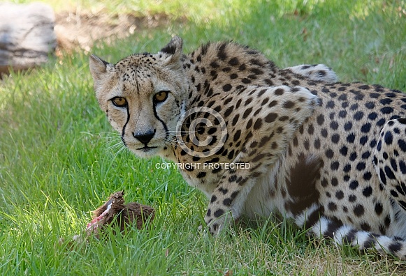 Cheetah