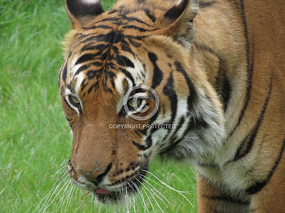 Malayan Tiger Malayan Tiger