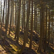 Coniferous Pine Trees - Wales
