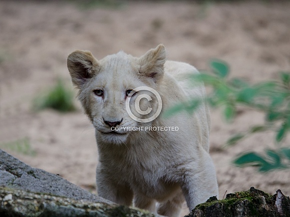White Lion Cub White Lion Cub